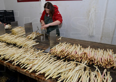Operazioni di cernita e confezionamento in mazzi da 1 kg di peso. Anche queste lavorazioni vengono svolte a mano.
