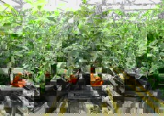 Piante & Passione e' la divisione Hobby di Ecofaber, dedicata a tutte le persone che amano coltivare e produrre da se' gli ortaggi e le verdure fresche per il consumo familiare.