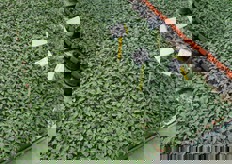 Piantine di pomodoro.