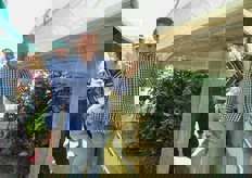 Giuseppe Sipione, uno dei titolari, mostra una varieta' di pomodoro ciliegino al secondo trapianto, a 10-15 giorni dalla raccolta.