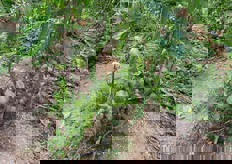 Varieta' Ipparino, mini plum rosso per serra. In termini di gusto risulta poco acido e ha come target i bambini.