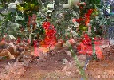 Pomodoro ciliegino Hathor. Caratteristica principale e' la maggiore conservabilita', che lo rende ideale per i lunghi tragitti.