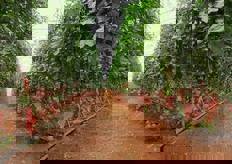 Si tratta di una varieta' testata da tre anni ed entrera' a tutti gli effetti nel progetto PACH.ITA.