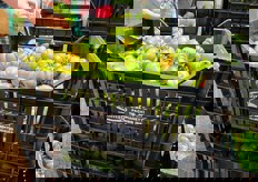 Pomodoro Marinda. Nei mercati internazionali rappresenta il prodotto piu' apprezzato per la sua consistenza e il suo sapore intenso.