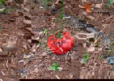 Un pomodoro Marinda troppo rosso e' invece ideale per le salse.