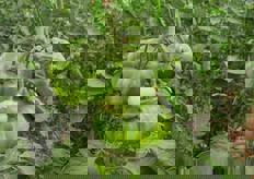 Piu' scura e' la base piu' e' indice di qualita'.