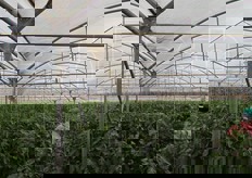 Serra di pomodori costoluti Marinda.