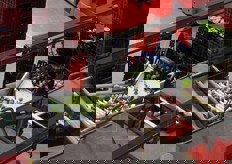 I pomodori sono inseriti nella linea di lavorazione.