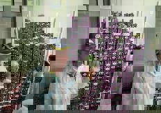 Melone Bosito, tipologia Chantarais.