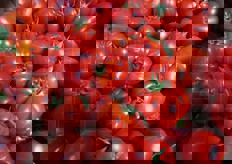 Pomodori Marinda, destinati per le salse.