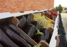 Una carrellata delle varieta' ottenute presso la stazione di Santa Croce Camerina...