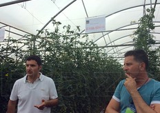 Giamplacido Di Rosa illustra le prove su pomodoro.