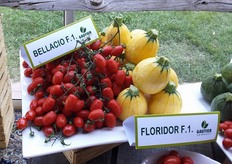 Bellacio F1. Varieta' di pomodoro nella tipologia miniplum, con colorazione dei frutti rosso vivo brillante. Peso medio gr. 10 – 14. Ottime le caratteristiche gustative. Varieta' indicata per la coltivazione in serra.