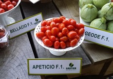 Apeticio F1. Varieta' di pomodoro nella tipologia miniplum, dotato di elevate caratteristiche organolettiche e gustative che gli stanno permettendo di imporsi anche nei mercati nordeuropei e in quello britannico.