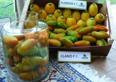 Zucchina gialla a frutto rotondo Floridor F1 insieme al pomodoro tipo sanmarzano Clanio F1.