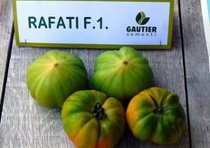 Pomodoro marmande Rafati F1.