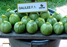 Tipologia di zucchina tonda chiara Galilee F1.