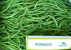 Varieta' di fagiolino Gautier denominata Pongo F1.
