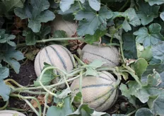 Meloni in fase di sperimentazione in campo.