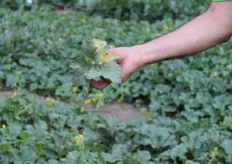 Effetti dell'oidio sulle piante: nel campo di Foggia si testano anche soluzioni a questa malattia.