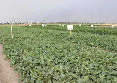 Il campo delle prove varietali a Foggia: si testano nuovi meloni e nuovi zucchini.