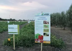 Durante il roadshow di Foggia sono state presentate anche diverse novita' varietali per il pomodoro da industria, essendo quell'areale molto importante per il settore.