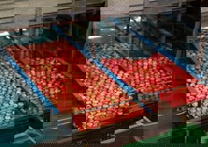 Una volta raggiunto un determinato numero di mele, dei sensori permettono l'ulteriore smistamento.