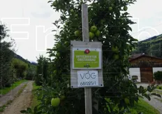 La coltivazione delle mele VOG segue le direttive per la produzione integrata che tutela la salubrita' dei prodotti e nello stesso tempo assicura il rispetto dell'ambiente.