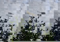 Impianto di irrigazione sopra chioma, necessario in caso di brina primaverile in fase di fioritura. L'acqua va a finire sul fiore e gela; congelando si libera calore. Quest'estate e' stato usato anche per irrigare, visto il caldo eccessivo.