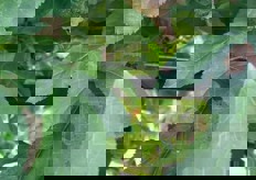 Generalmente viene pero' usato l'impianto a goccia.