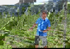 Impianto al primo anno di Golden Delicious, piantato in primavera.