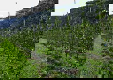 Generalmente su impianti cosi' giovani non ci sono mele o almeno non ce ne sono cosi' tante. Questa e' un'eccezione. La piena produzione e' prevista al quinto anno.