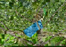 In Alto Adige, di solito si utilizza M9 come portinnesto per la sua crescita moderata, in quanto l'obiettivo e' di far crescere gli alberi a un'altezza di 3,5/4 metri.