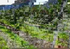 Impianto al primo anno. Le caratteristiche di coltivazione sono le identiche dell'impianto precedente, ma come si puo' notare non sono presenti frutti. Molto dipende dalla pianta che si riceve dal vivaista.