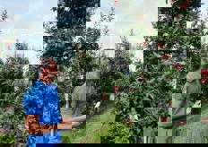 "Jörg Pirchstaller ha poi spiegato che la potatura e' il primo passo per la qualita' dell'anno di raccolta. "Cerchiamo sempre di avere un albero con forma a piramide, e questo vale anche i rami. D'estate non e' ben visibile; d'inverno si cerca di creare nuove finestre tirando via dei rami in modo da far ricevere luce alle mele"."