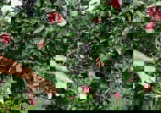 "In primavera e' inoltre importante la concimazione. "Per fortuna - ha detto Jörg - in Alto Adige abbiamo dei terreni molto fertili. L'albero necessita di un terreno con un 2-3% di sostanza organica e un pH tra 6 e 7 e quelli altoatesini rispecchiano in gran parte questa struttura"."