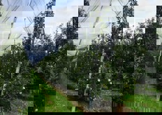 I costi a ettaro sono ingenti, specie se prevedono reti antigrandine: siamo intorno ai 70.000 euro.