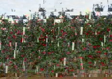 Un altro passaggio importante e' il diradamento e generalmente avviene in fase di fioritura. Le procedure possibili sono: diradamento chimico con un nitrato molto concentrato che brucia i timbri del fiore, ma e' una procedura che va fatta nel momento giusto; diradamento meccanico; diradamento manuale, che risulta quello fondamentale. Per un piena raccolta basterebbe solo il 7% dei fiori.