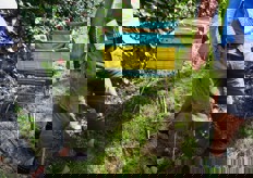 "E infine la raccolta. Tassativamente manuale. "La raccolta iniziera' fra qualche giorno - raccontava Jörg il 25 agosto scorso - ed e' la fase piu' delicata di tutto l'anno perche' e' in quel momento che possono verificarsi i danni maggiori, toccando ogni frutto. E' un lavoro che deve essere fatto con molta cura; disponiamo di appositi mezzi come questi slittini (in foto) su cui vengono poste diverse cassette, una per gli scarti"."