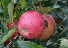 "Saranno necessari due-tre cicli di raccolta - ha concluso Jörg - a seconda anche delle temperature. Al primo stacco, si raccoglieranno le mele piu' rosse e cosi' via. Le mele scartate verranno destinate all'industria del trasformato"."