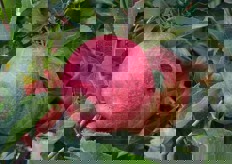 "Saranno necessari due-tre cicli di raccolta - ha concluso Jörg - a seconda anche delle temperature. Al primo stacco, si raccoglieranno le mele piu' rosse e cosi' via. Le mele scartate verranno destinate all'industria del trasformato"."