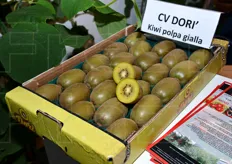 Il celebre kiwi a polpa gialla Dori', distribuito dai Vivai Dalpane.