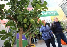 L'uscita dallo spazio Convivio 2 allestito dal Distretto Agrumi di Sicilia e attorniato da un profumato giardino di agrumi ornamentali in vaso.