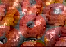 Nel 2012 i consorzi dell'Alto Adige e Sud Tirolo VOG e VI.P hanno stipulato un contratto con Enza che garantisce loro i diritti di coltivazione esclusivi per l'Italia e la possibilità di piantare - a partire dal 2013 e fino al 2016 - 370mila alberi su oltre 110 ettari di terreno in Alto Adige. Due terzi nell'area di produzione del VOG e il restante terzo situato in Val Venosta (VI.P).