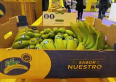 "Con lo slogan "El sabor de lo nuestro", il marchio Platano de Canarias evidenzia le caratteristiche uniche e la qualita' superiore dei propri frutti rispetto alle banane non europee."