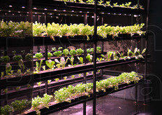 "Altre piantine coltivate in fuorisuolo e con illuminazione artificiale nel Padiglione del Belgio, uno di quelli che meglio di altri ha saputo declinare il tema "Nutrire il Pianeta"."