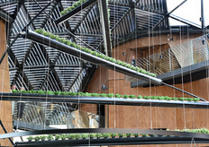 La piantine in fuorisuolo hanno costituito anche efficaci elementi ornamentali e decorativi.