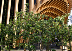 Alberelli di frutta all'ingresso del Padiglione della Francia.