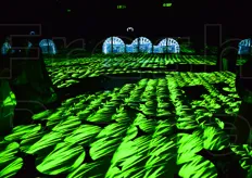 Graie a una nuovissima tecnologia di projection mapping, la sala si trasforma in una risaia.