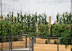 Orti all'ingresso del Padiglione israeliano.